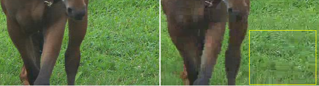 image of an example of Basis Pattern (Spatial) of grass next to a moose.