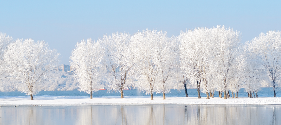 Frost-covered trees along a snowy lakeshore with calm water reflections under clear blue sky, peaceful winter landscape scene