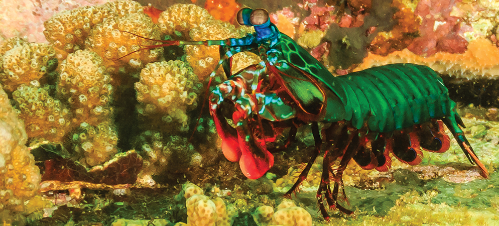 Colorful mantis shrimp on coral reef, showcasing vibrant green, blue, and red exoskeleton in tropical underwater habitat