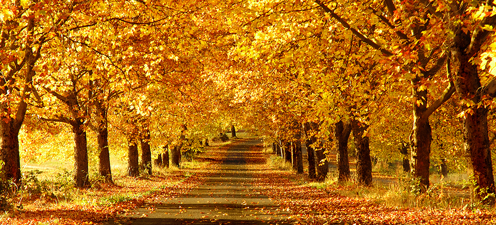 Autumn tree-lined road with golden fall foliage, scenic nature landscape and seasonal outdoor travel background