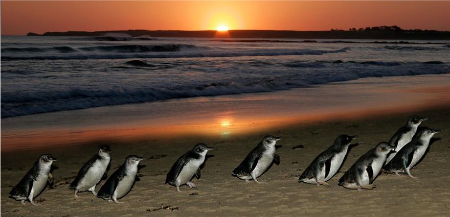 Line of little penguins waddling along a beach at sunset with waves in the background.