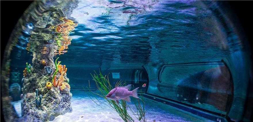 Underwater tunnel aquarium with colorful coral pillar and fish swimming above a glass walkway.