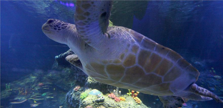 Sea turtle swimming gracefully over coral reef in a large aquarium tank.