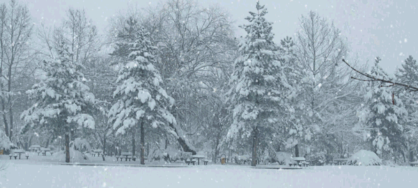 Snow-covered trees and park benches in a peaceful winter snowfall scene